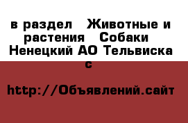  в раздел : Животные и растения » Собаки . Ненецкий АО,Тельвиска с.